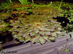 لودویژیای شناور